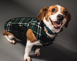 Portrait of a dog in a sweater.