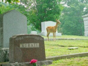 A deer next to graves at Spring Hill Cemetery.
